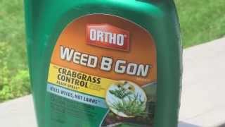 Ortho Weed B Gon Review ★ How to get rid of crabgrass