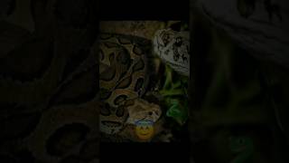 trollfacesnakeraselvaiparsortviralytsortsapdanger snake sap in bangladeshforyoutrollface
