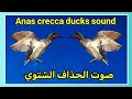 دمج صوت البط الحذاف الشتوي دمج صوت البط الحذاف الشتوي