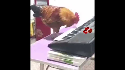 Chicken keyboard director