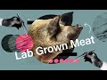 Cultured Meat: The Future of Food