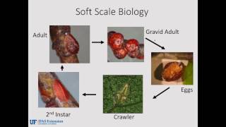 Webinar: Managing Soft Scale Insects on Landscape Plants screenshot 1