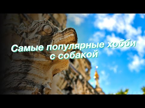 Видео: Советы держать собаку вдали от детской кроватки