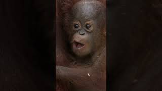Bald Baby Orangutan Steals Mom's Food #monkey #orangutan #wildlife