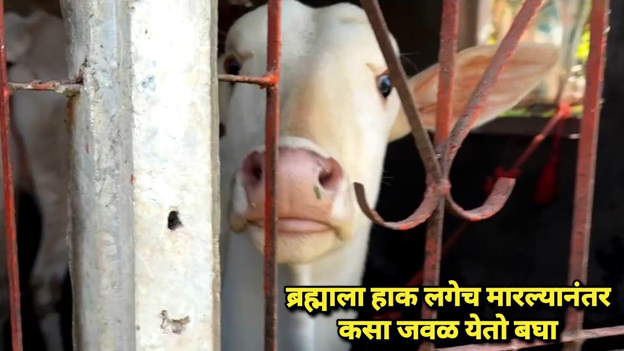 ब्रह्माला हाक लगेच मारल्यानंतर कसा जवळ येतो बघा 😍 | Bailgada Sharyat |