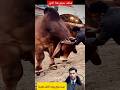 شاهد ضخامة حجم هذا الثور العملاق حيث يبلغ وزنه الطن تقريب ا حيث يواجه صعوبة في القيام على رجليه