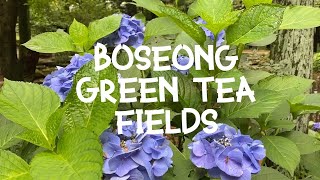 Lets Visit The Boseong Green Tea Fields 보성