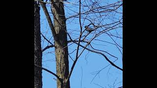 American Crow🐦‍⬛