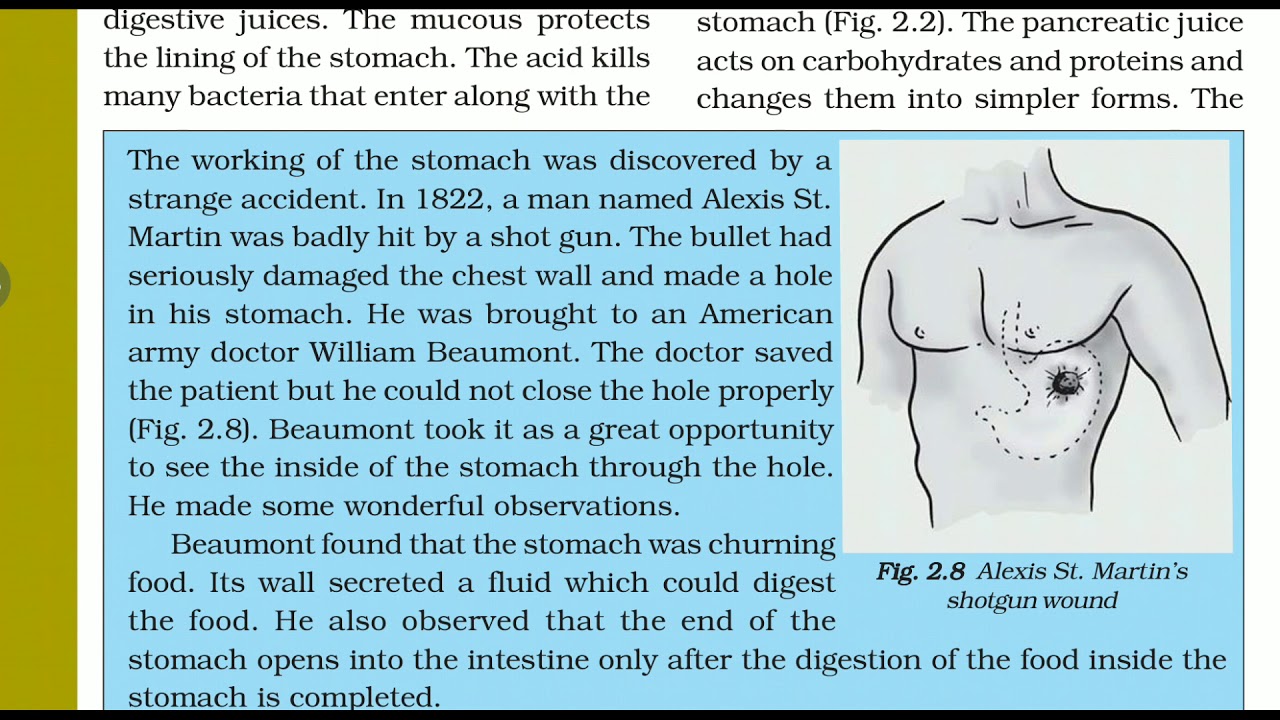 Nutrition in Animals. - YouTube