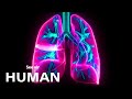 Understanding the Respiratory System