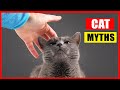 16 Cat Myths You Should Stop Believing