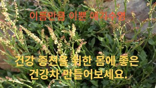 애기수영으로 건강차 만들면 맛이 어떨까요?  건조한 애기수영 건강차 만들기.건조한 애기수영 약초 건강차 만드는방법