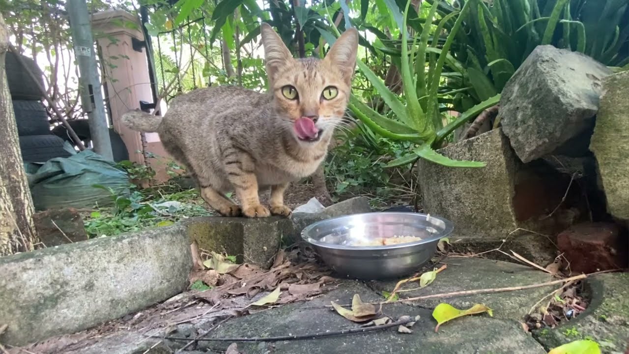 GRAY CAT EATS RICE WITH MEAT SAUSAGE