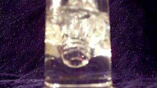 Glassdistrict.com Sovereignty Mini 8 Arm tube (grid diffy) REVIEW