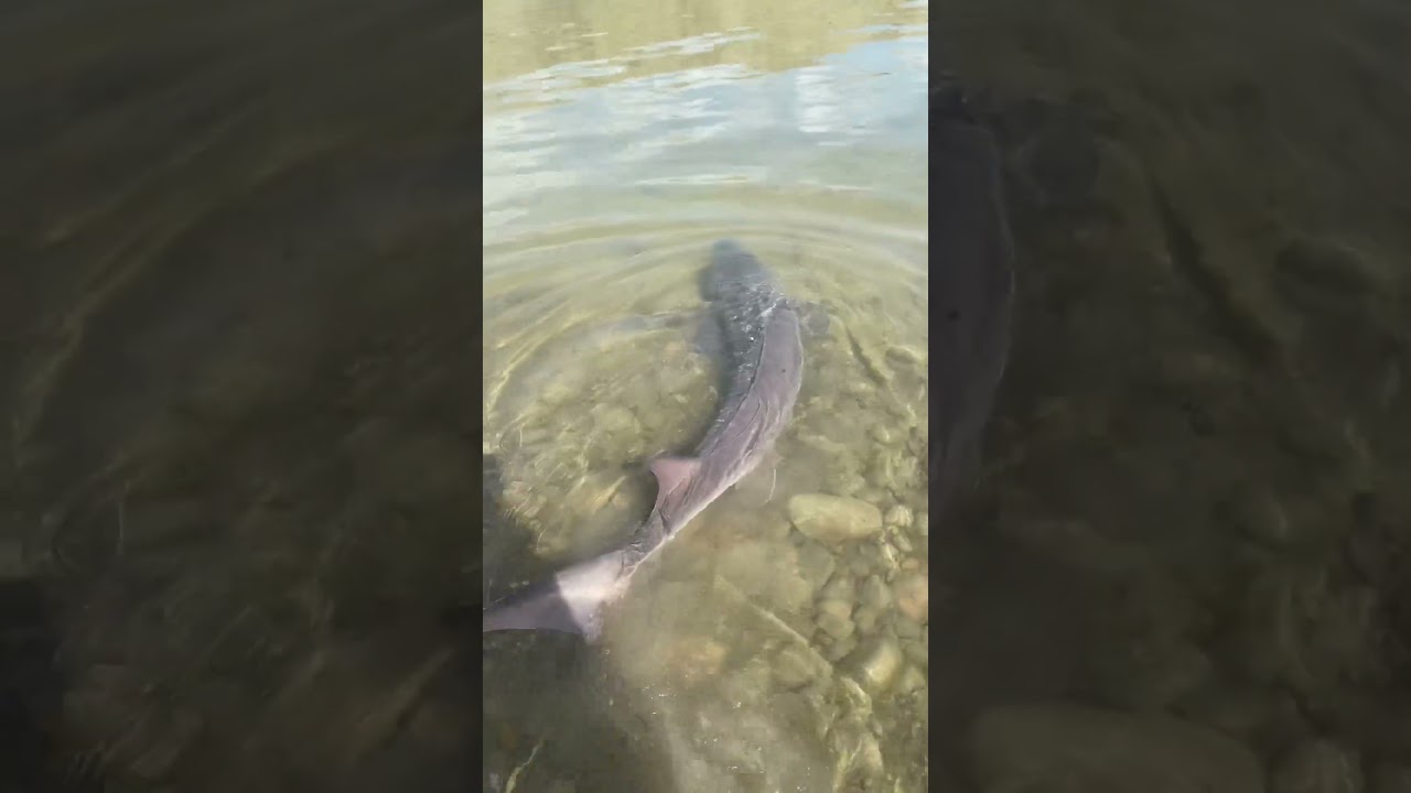 Sturgeon Fishing 