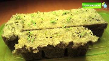 Time Lapse - Teaser Hrdroponic rockwool first 5 days of growth from seed