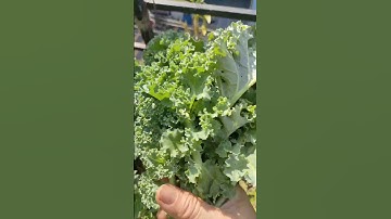 Dinh dưỡng từ Cải Kale và làm Sinh tố Rau cải Kale chanh không đường chống lão hóa cho chị em phụ nữ