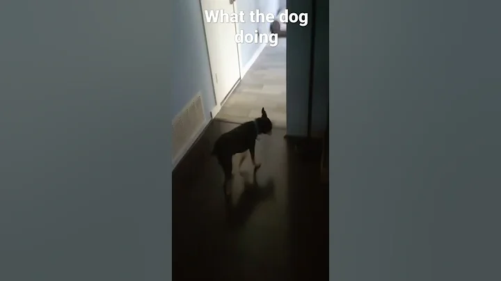 my dog is acting sus