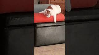 Cute Orange and White Cat Poses  Short Video cat cats