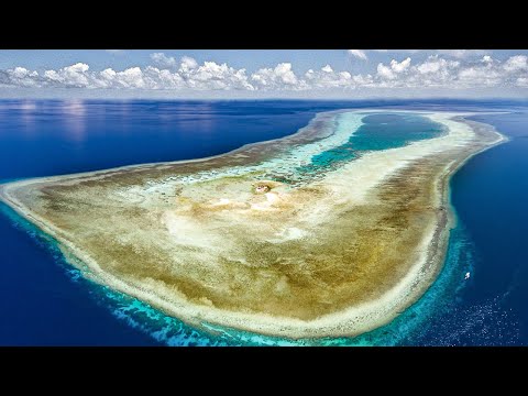 15 INCREDIBLE Coral