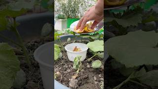 Growing Okraladys Finger By Using Fruit Peels As Fertilizer