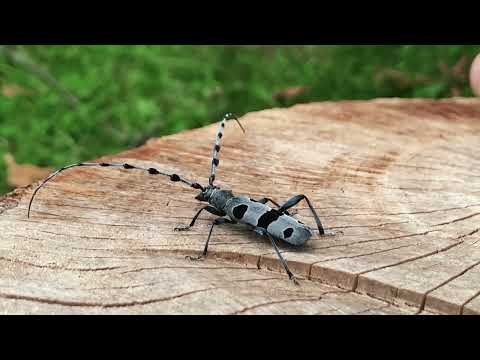 Video: Larvat e brumbullit të lëvores: përshkrim, metoda kontrolli dhe fakte interesante