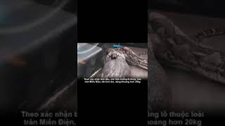 Trăn khủng ăn cá xấu chúa |Kênh Giai Trí Tổng Hợp