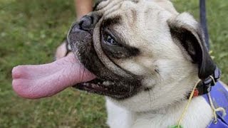 funny animals and their ridiculous behavior are just the best funny animal compilation