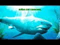 Significado de soñar con tiburones - YouTube