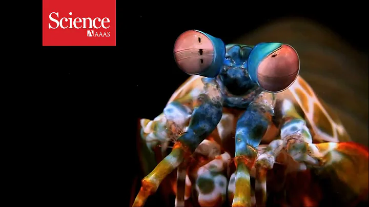 What does the mantis shrimp see? - DayDayNews