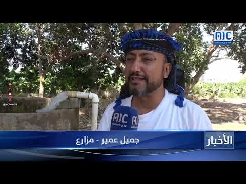 توسع زراعة محصول المانجو بأبين وسط غياب الدعم الحكومي للمزارعين تقرير