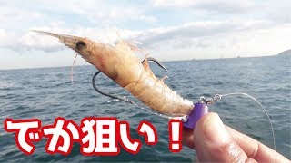 大量の海老を選別し大鯛を引き釣りあげてみたら(427話目)