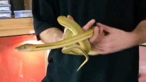 Prehistoric Pets - Reticulated Python Titanium Tiger Female