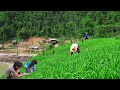 Clear Upland Rice Grass, Complete New Sink | Family Farm