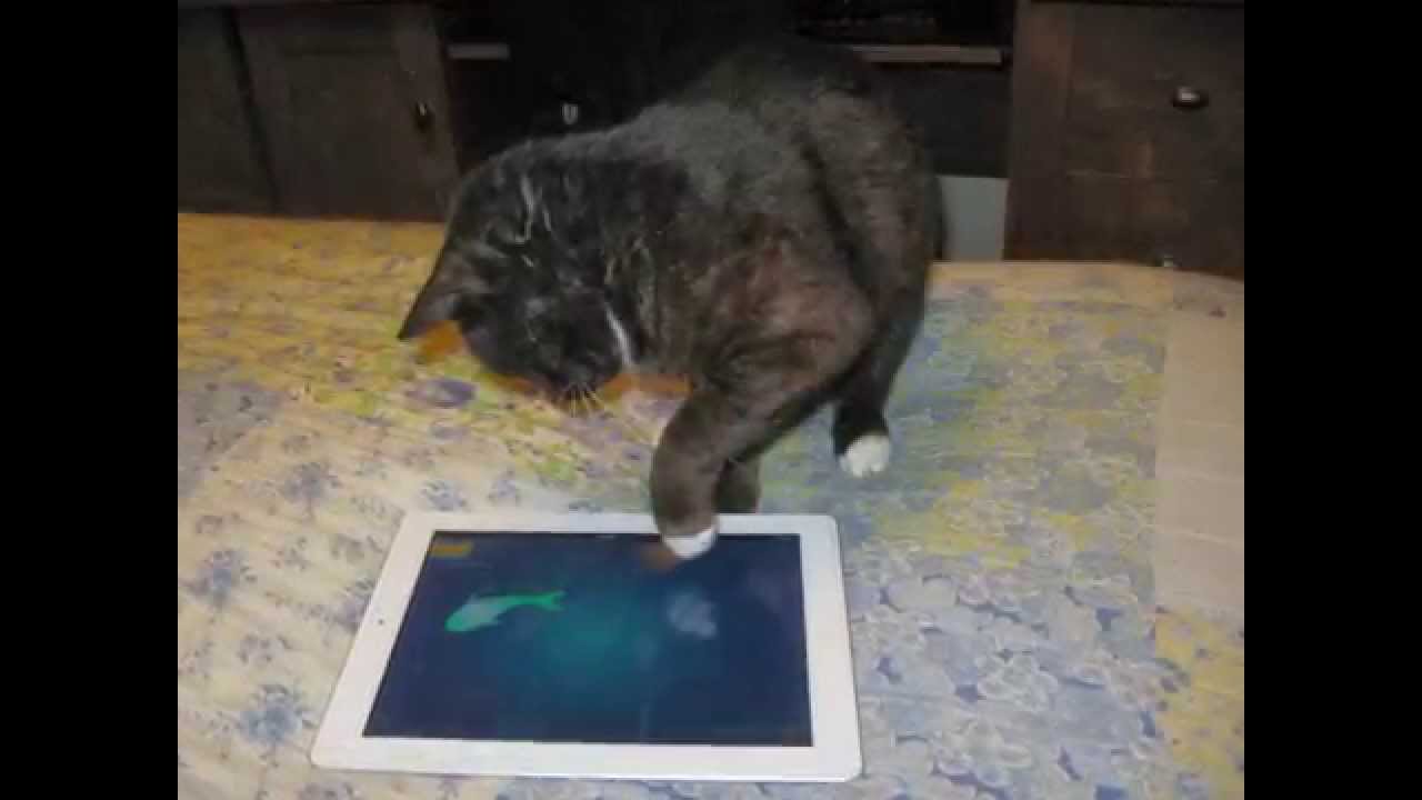 Cat Playing IPad YouTube