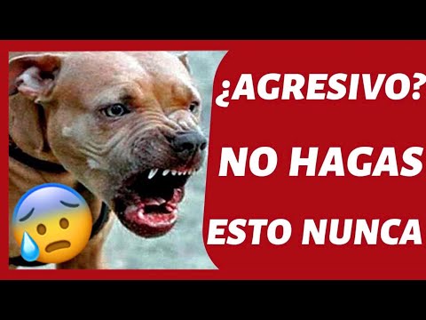 Video: Cómo corregir la agresión del perro hacia las personas