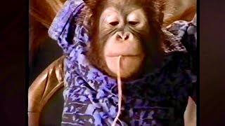 1993 Little Caesars Patty and Roger Spaghetti Spaghetti Commercial
1993 Little Caesars Patty and Roger Spaghetti Spaghetti Commercial #90scommercials #1993 #littlecaesars #littlecaesarscommercial #spaghettispaghetti @littlecaesars 1993 Little Caesars Patty and Roger Spaghetti Spaghetti Commercial
