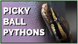 Why Your Ball Python Won't Eat  Feeding Picky Snakes