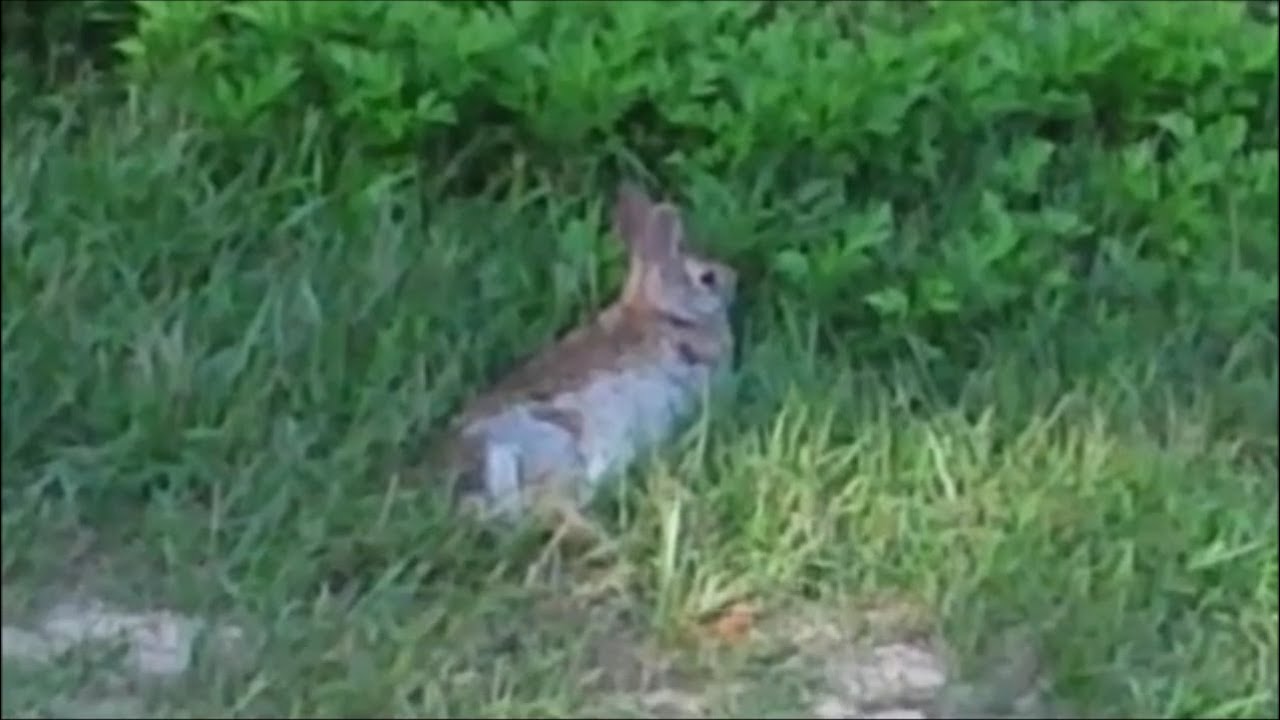 Summer Song #006 | JFugue | JAVA | Rabbit 
