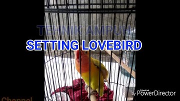 Bingung...!!! Cara Setting Lovebird Paud Ini Solusinya