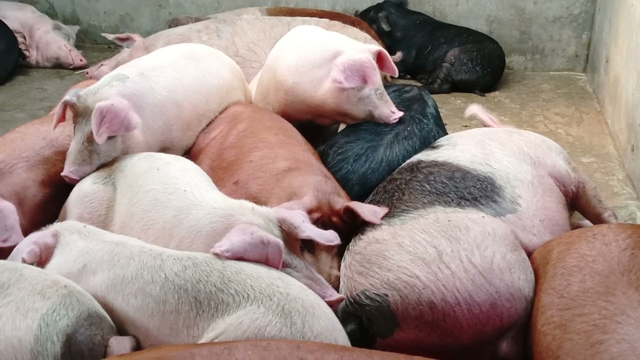 बंगुर पाल्ने भनेको एस्तो होनि अहिले सारै महँगो छ ल ।