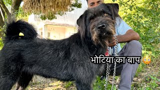 Bhotia का भी बाप है यह Dog Breed 😳 पहली बार कैमरा पर OMG !!!!