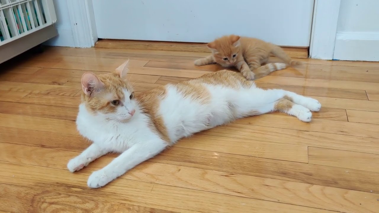Bessie Assaults Beboo for almost Eight Minutes Non-stop!