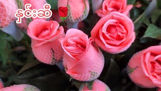 နှင်းဆီ 🌹 Rose #rose #flowers