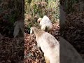 GoatGrazing  #PastureLife  FarmAnimals  #GoatLovers   #NatureWithGoats #goatlife #1millionviews