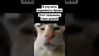 #shorts #мем мем про кота