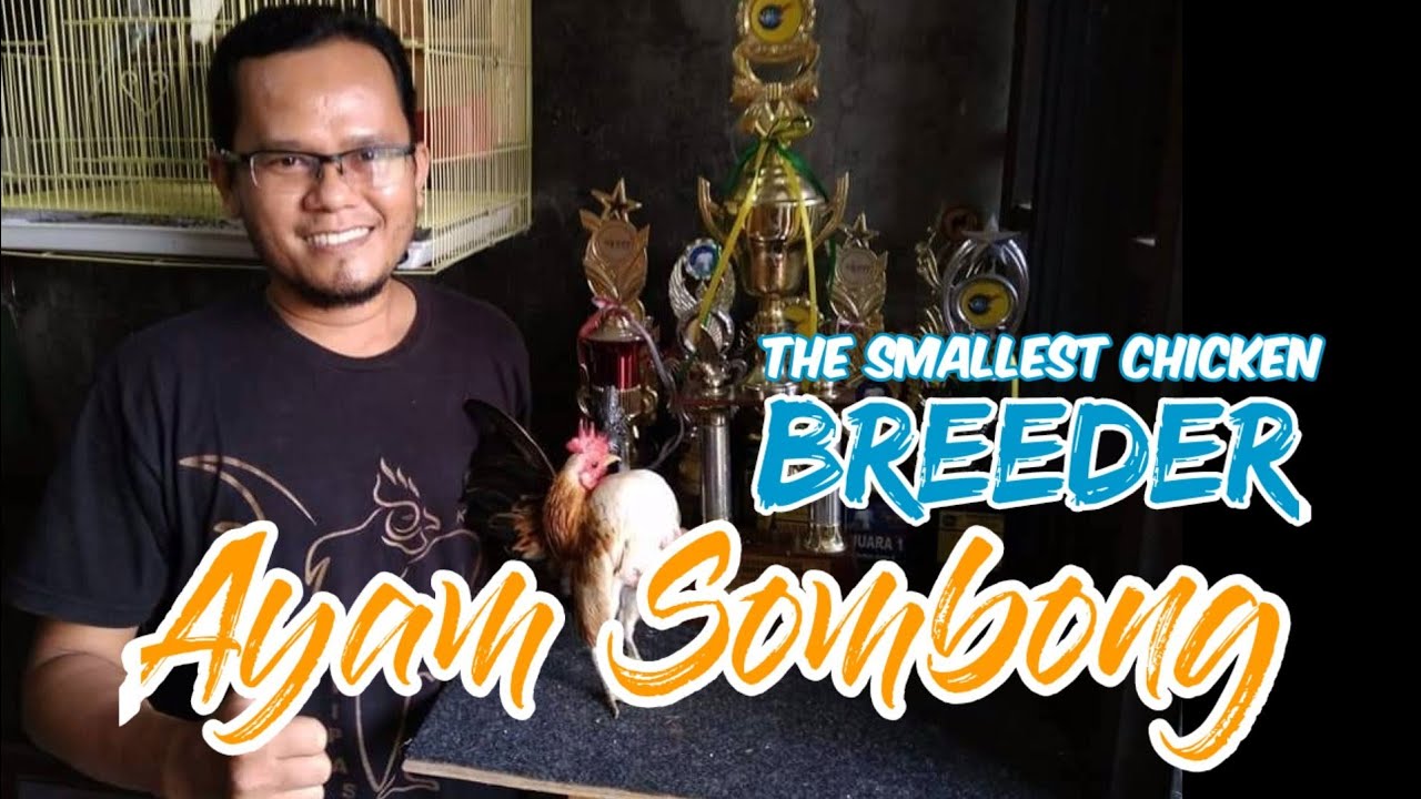 CARA MEMELIHARA DAN MERAWAT AYAM SERAMA 