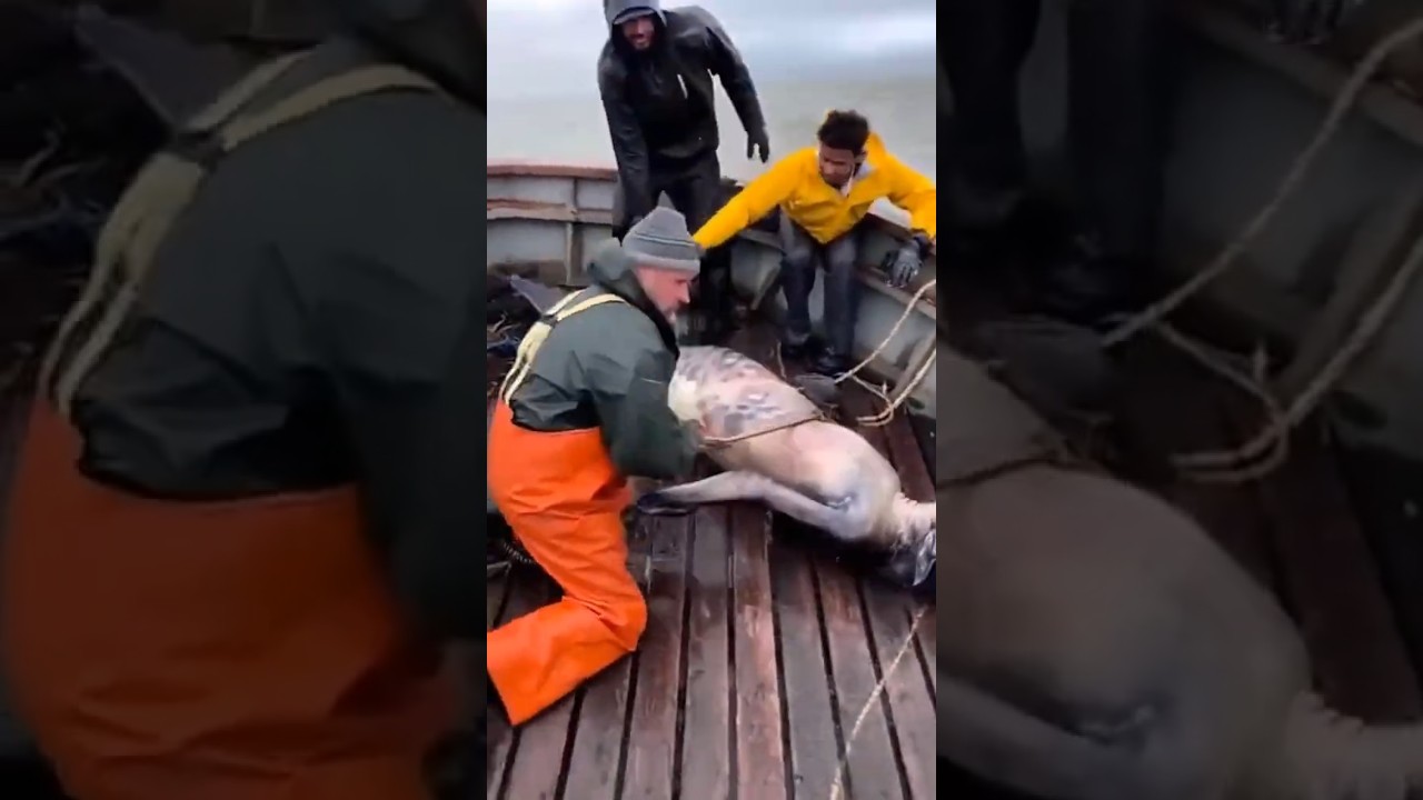 Unbelievable Discovery! Strange Animal Caught on Camera!