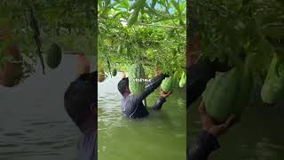 Genius Floating Farms in Bangladesh! 🌾🐟#floatingfarm #aquaculture