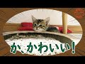 番外編② 釣り場で海に落ちた子猫を助けて連れて帰りました。